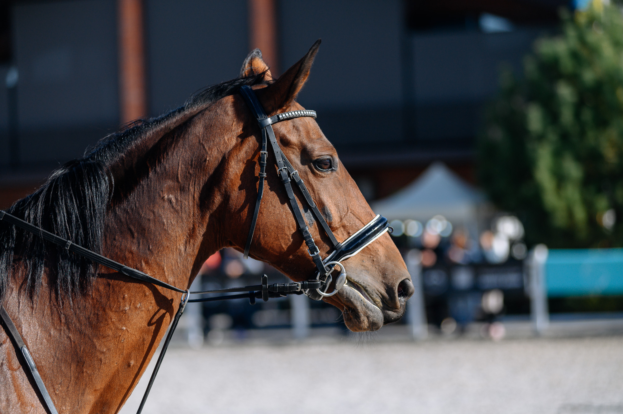  Вершники з’їхалися з різних куточків України